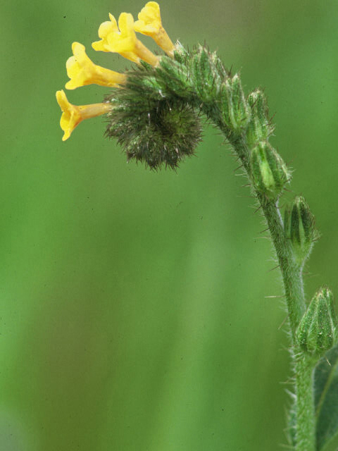 Amsinckia menziesii var. intermedia (Common fiddleneck) #19921