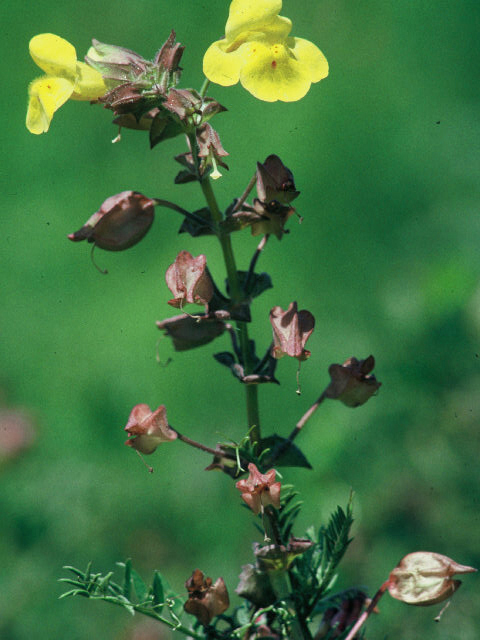 Mimulus laciniatus (Cutleaf monkeyflower) #19935