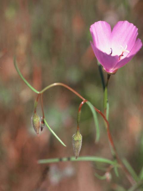 Clarkia gracilis (Slender clarkia) #19949