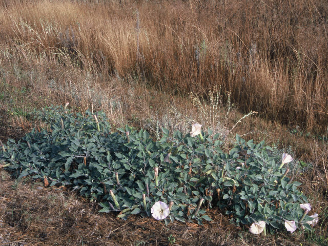 Datura wrightii (Jimsonweed) #19956