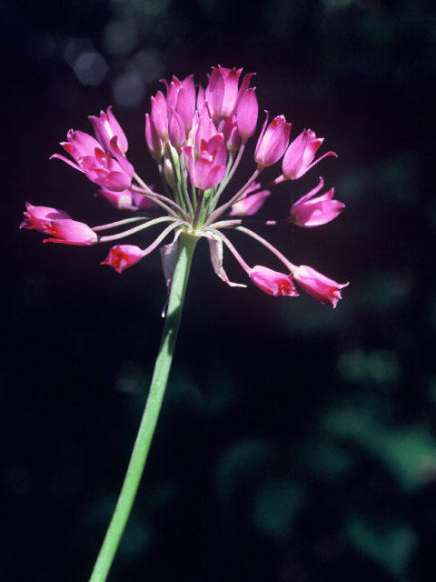 Allium acuminatum (Tapertip onion) #19959