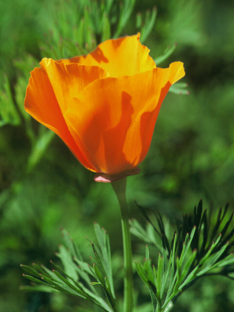 Eschscholzia californica (California poppy) #19969