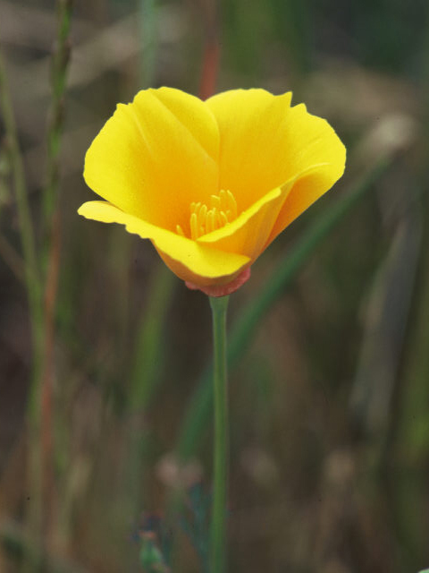 Eschscholzia californica (California poppy) #19970