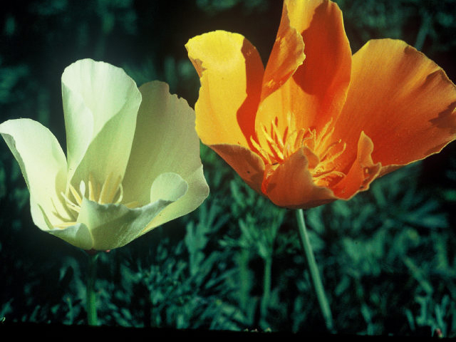 Eschscholzia californica (California poppy) #19971