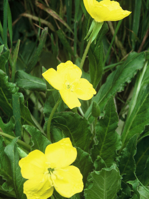 Camissonia ovata (Goldeneggs) #19977