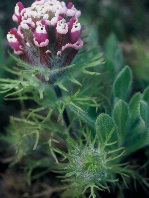 Castilleja exserta ssp. latifolia (Wideleaf indian paintbrush) #19985