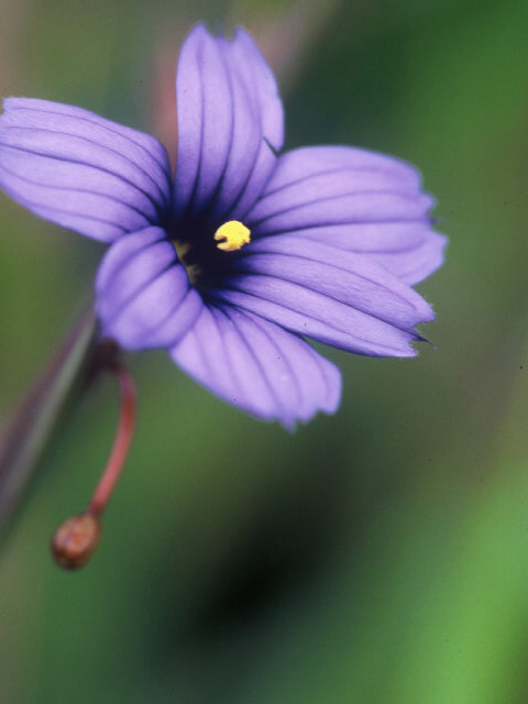 Sisyrinchium bellum (Western blue-eyed grass) #19998