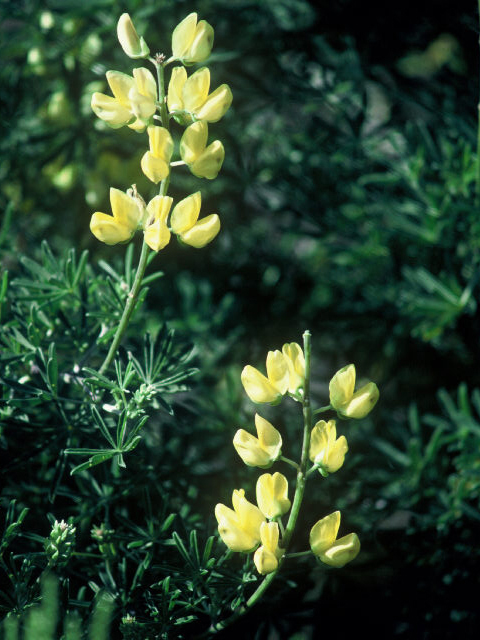 Lupinus arboreus (Yellow bush lupine) #19999