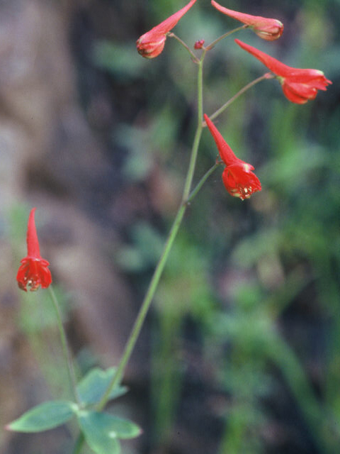 Delphinium nudicaule (Red larkspur) #20000