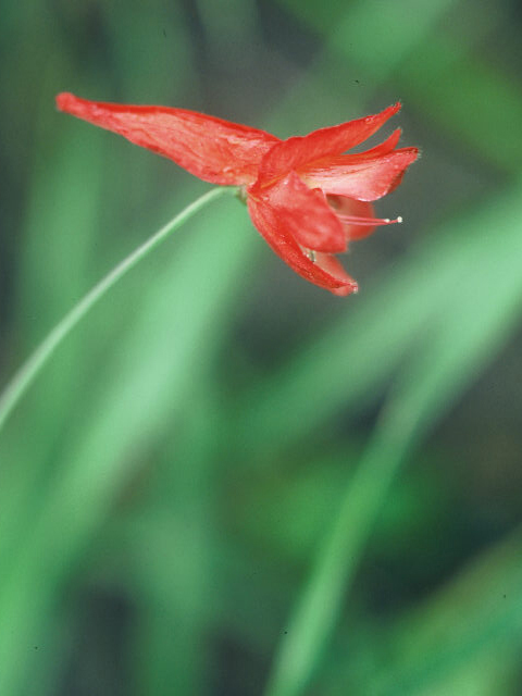 Delphinium nudicaule (Red larkspur) #20001