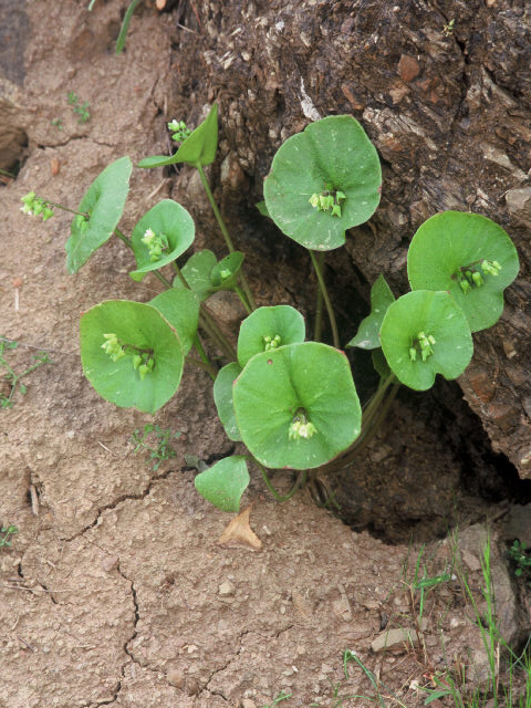 Claytonia perfoliata (Miner's lettuce) #20004