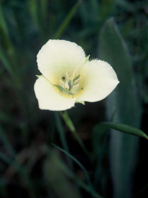 Calochortus apiculatus (Pointedtip mariposa lily) #20007