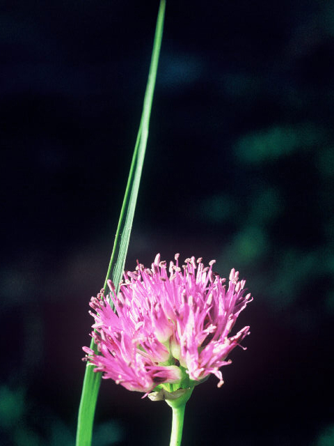 Allium validum (Pacific onion) #20027