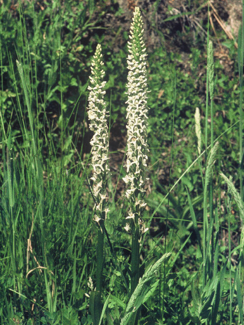 Platanthera dilatata var. dilatata (Scentbottle) #20028