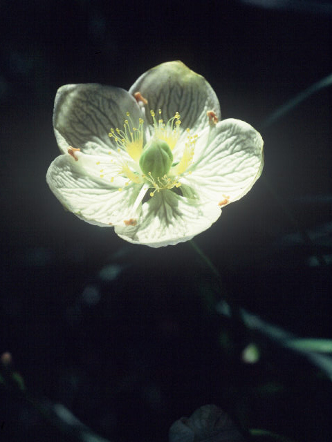 Parnassia palustris (Marsh grass of parnassus) #20029