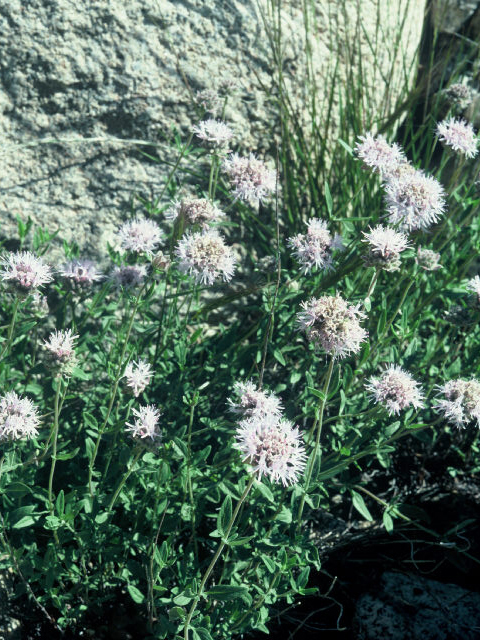 Monardella odoratissima (Alpine mountainbalm) #20033