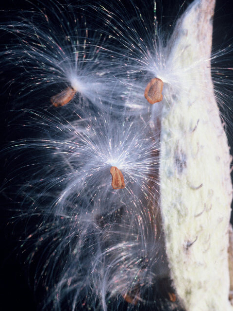 Asclepias speciosa (Showy milkweed) #20043