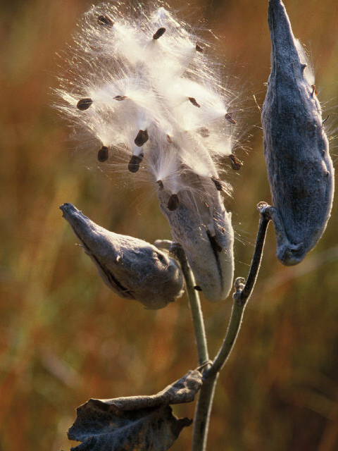 Asclepias speciosa (Showy milkweed) #20046