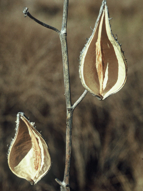 Asclepias speciosa (Showy milkweed) #20047