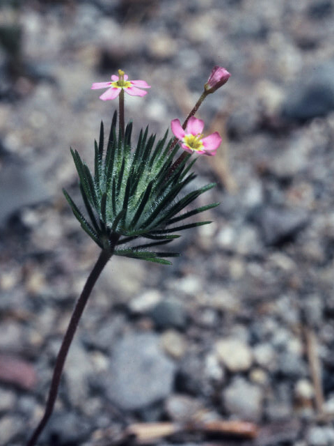 Leptosiphon ciliatus ssp. ciliatus (Whiskerbrush) #20049