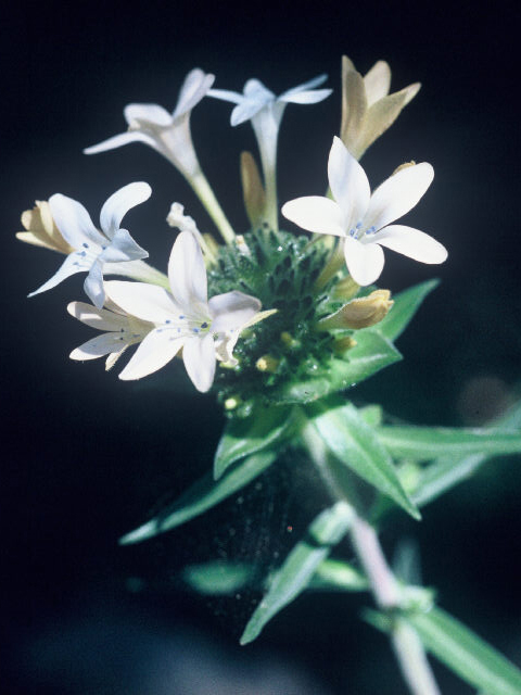 Collomia grandiflora (Grand collomia) #20052