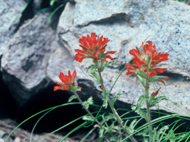 Castilleja applegatei ssp. pinetorum (Wavyleaf indian paintbrush) #20055