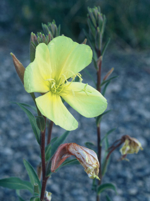 Oenothera elata ssp. hookeri (Hooker's evening-primrose) #20071