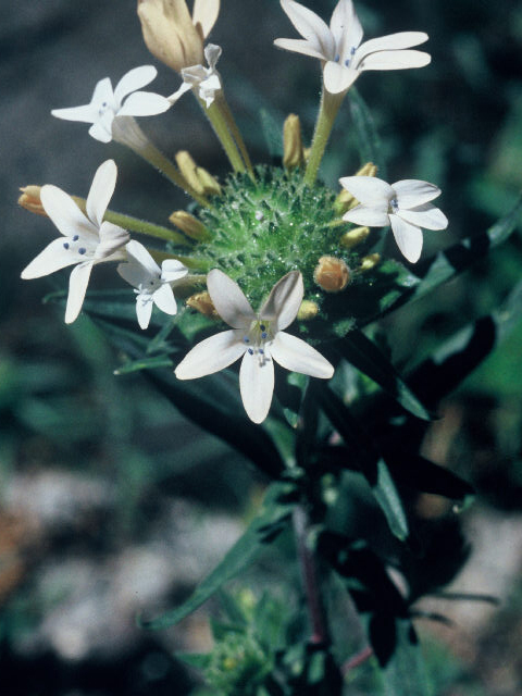 Collomia grandiflora (Grand collomia) #20075