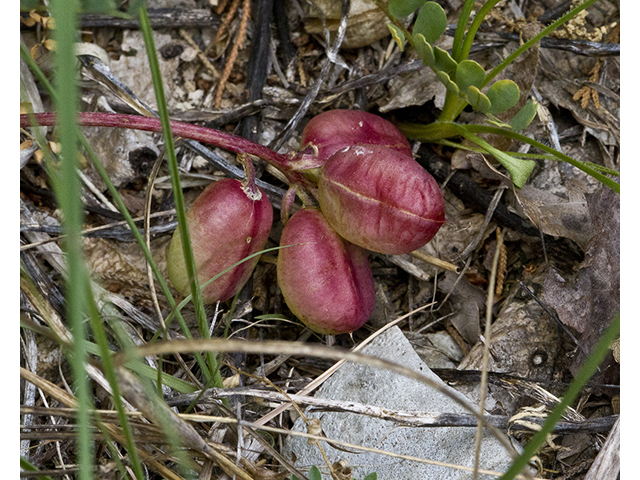 Astragalus bibullatus (Limestone glade milkvetch) #66531
