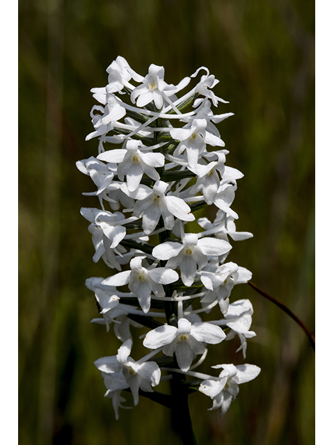 Platanthera nivea (Snowy orchid) #66532