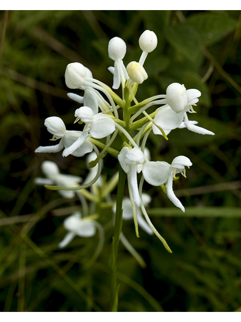 Platanthera integrilabia (White fringeless orchid) #66533