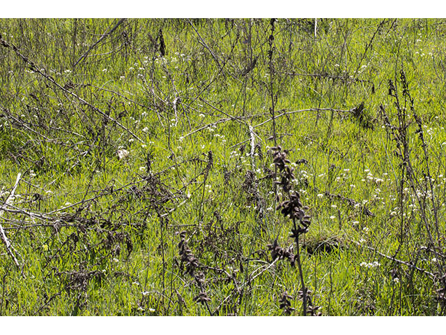 Lesquerella perforata (Spring creek bladderpod) #66543