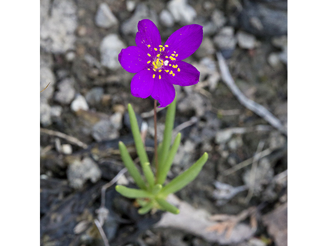 Phemeranthus calcaricus (Limestone fameflower) #66745