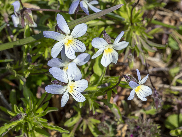 Viola bicolor (Field pansy) #66933