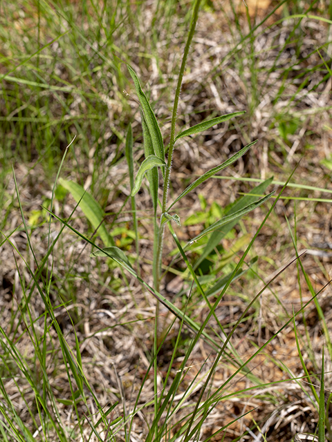 Echinacea pallida (Pale purple coneflower) #66942