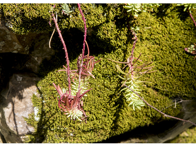 Paronychia argyrocoma (Silvery nailwort) #66948