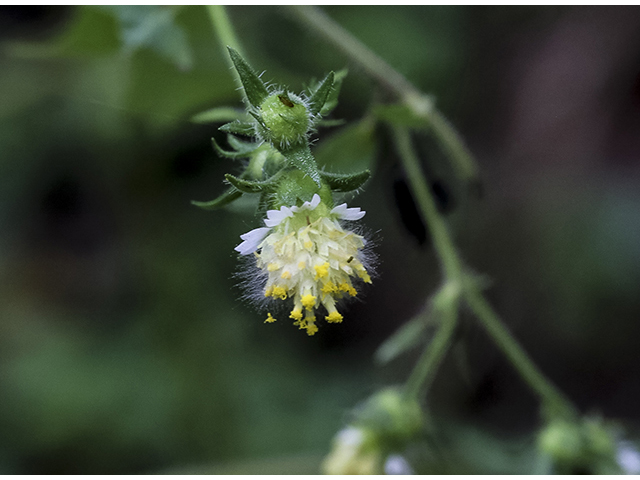 Polymnia laevigata (Tennessee leafcup) #66952