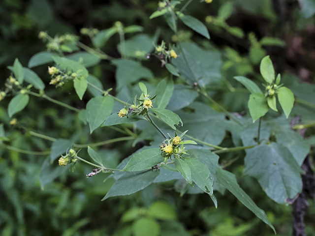 Polymnia laevigata (Tennessee leafcup) #66953