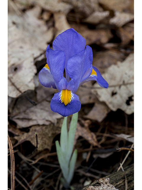 Iris verna var. smalliana (Dwarf violet iris) #66954