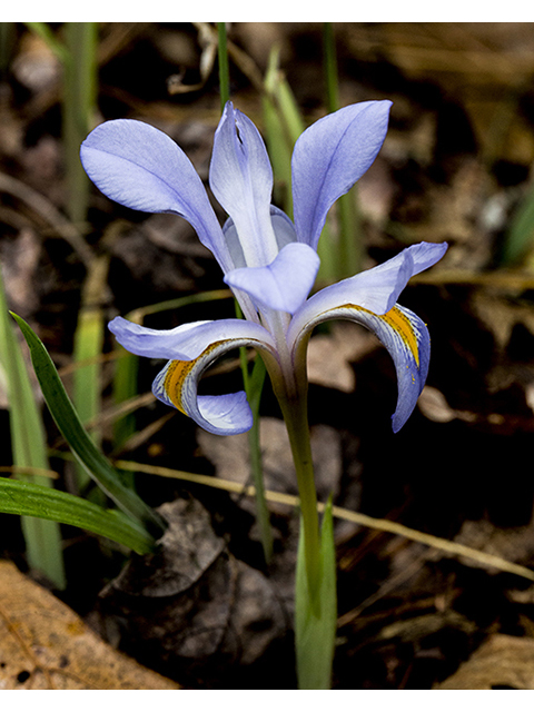 Iris verna var. smalliana (Dwarf violet iris) #66955