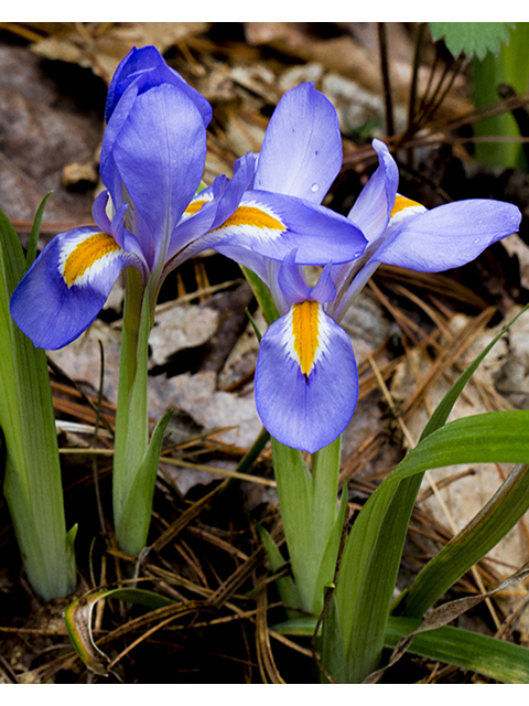Iris verna var. smalliana (Dwarf violet iris) #66956