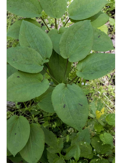 Smilax hugeri (Huger's carrionflower) #87345