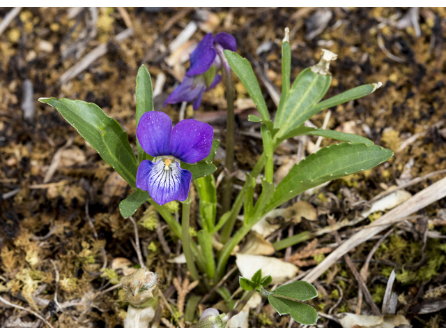Viola egglestonii (Glade violet) #87359