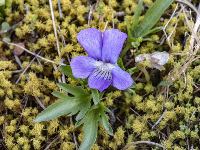 Viola egglestonii (Glade violet) #87360
