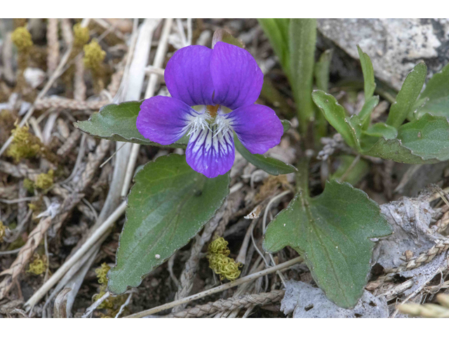 Viola egglestonii (Glade violet) #87361