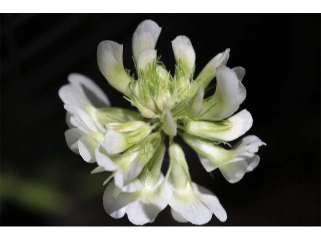 Trifolium calcaricum (Running glade clover) #87375
