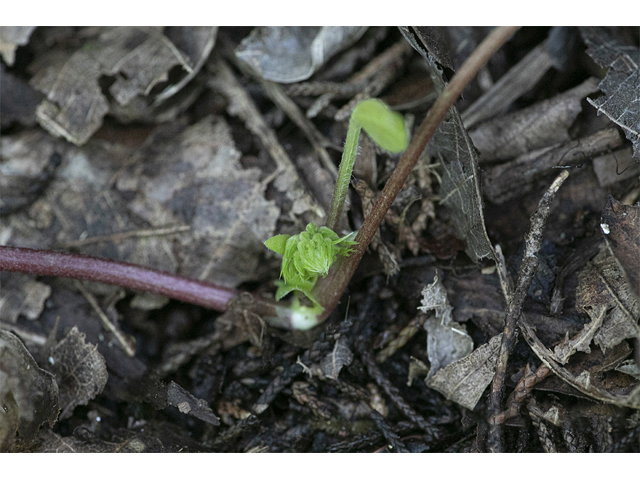 Trifolium calcaricum (Running glade clover) #87377