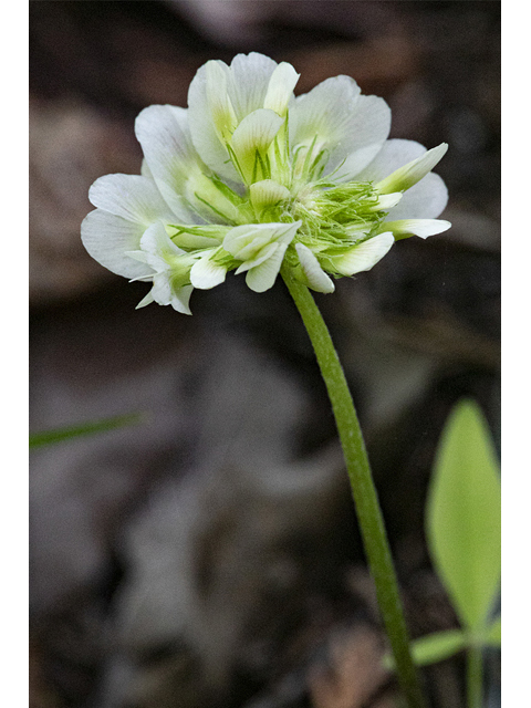 Trifolium calcaricum (Running glade clover) #87378