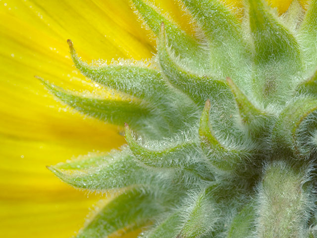 Helianthus mollis (Ashy sunflower) #27554