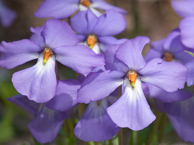 Viola pedata (Birdfoot violet) #27555